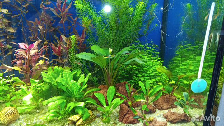 Аквариумные растения