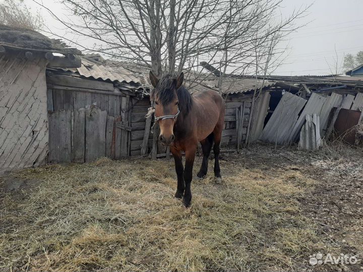 Продажа лошадей