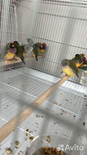 Амадины гульда