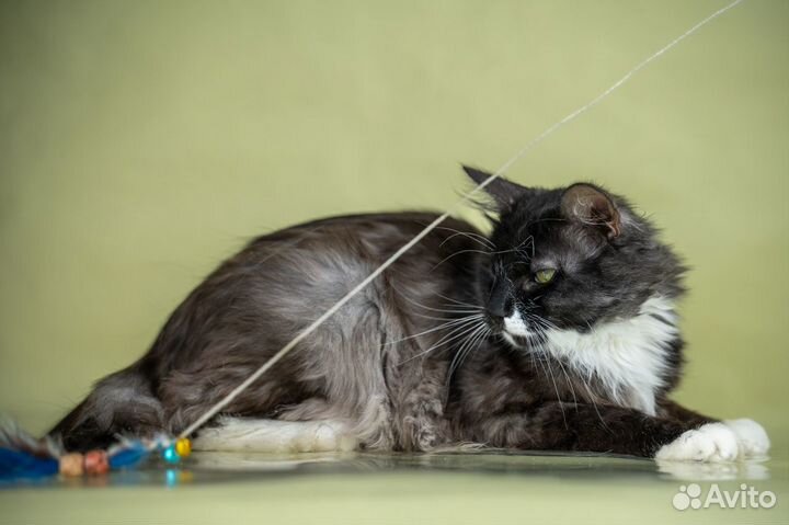 Кот возможно бобтейл