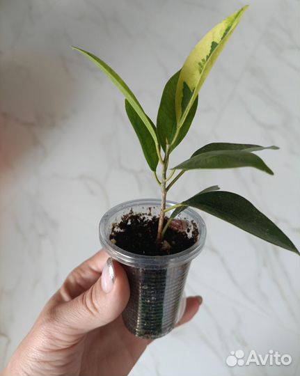 Фикус вайт марджин, де-гантель, ретуза мутабились