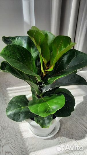 Фикус лирато бамбино