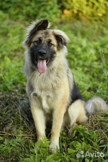 Метис овчарки ищет семью