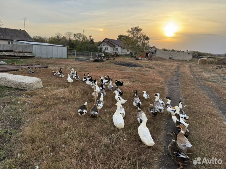 Утка русская на мясо и на завод