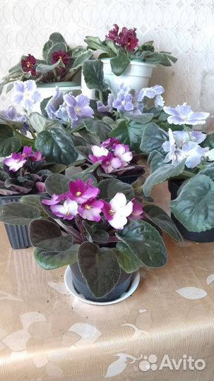 Фиалки цветущие в горшке