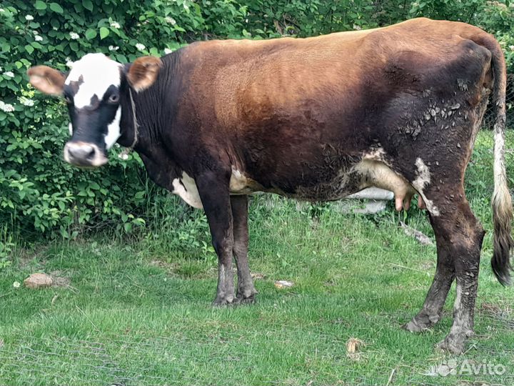 Корова с телёнком