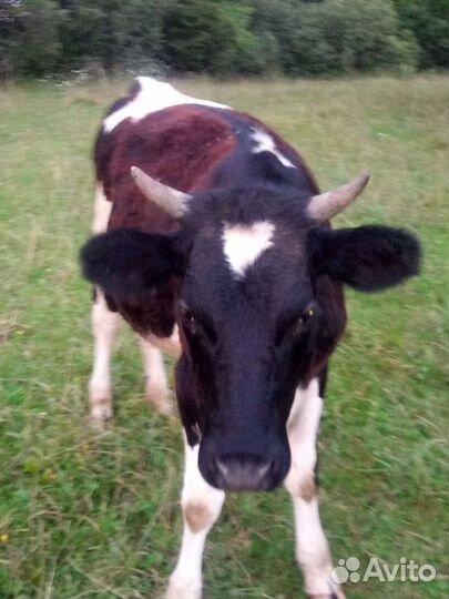 Корова Тёлки