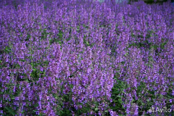 Северная лаванда/Котовник саженцы в горшках 3л