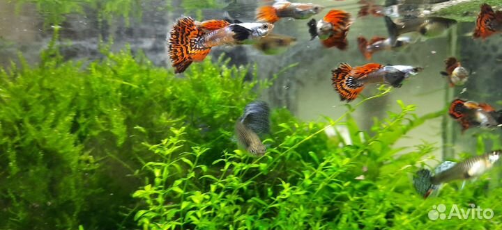 Аквариумные рыбки,растения