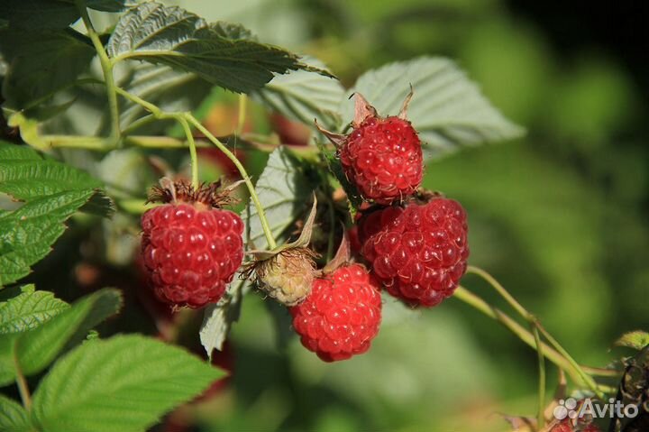 Малина (саженцы)