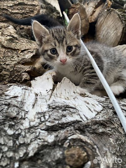 Отдам котенка в добрые руки