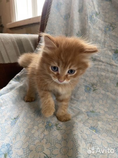 Котята