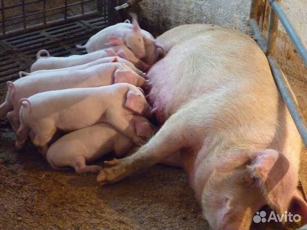 Свиноматка