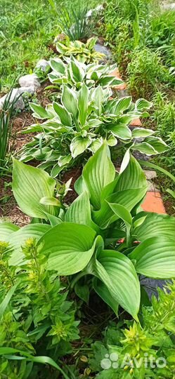 Хоста. Рассада