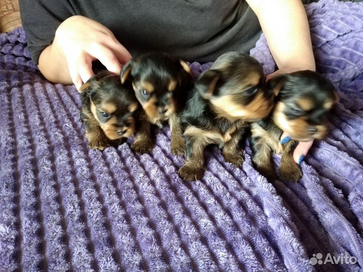 Йоркширский терьер щенки