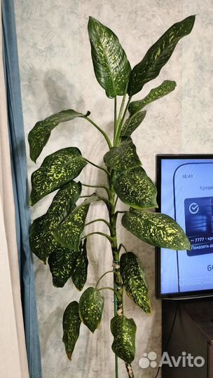 Диффенбахия