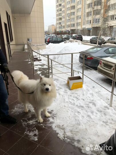 Вязка кабель лайка Самоед