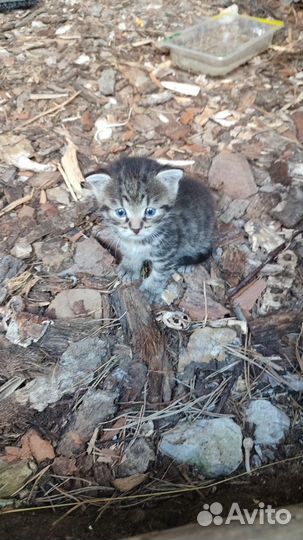 Отдам в добрые руки котенка мальчик