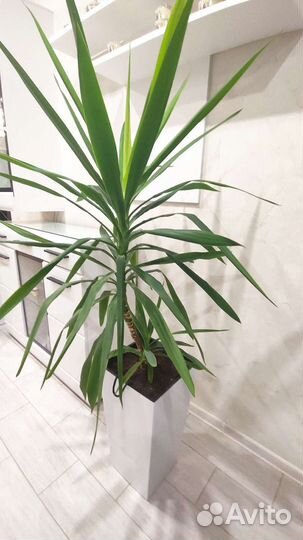 Пальма юкка