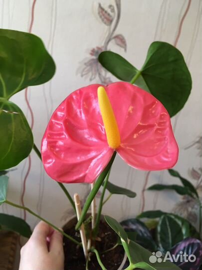 Антуриумы Разные