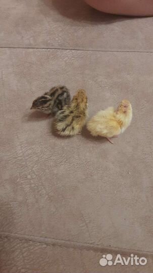 Перепела продажа