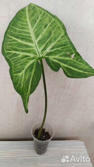 Сингониум Батерфляй