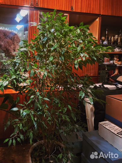 Фикус бенджамина большой