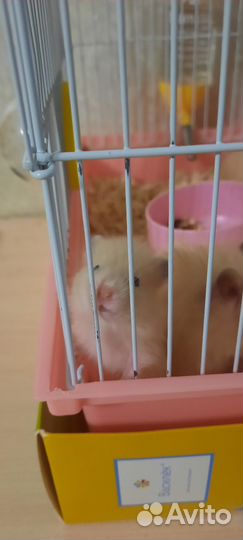 Сирийский хомяк