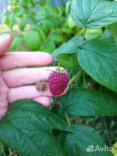 Ремонтантная малина