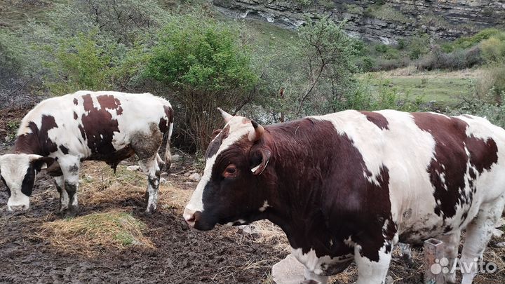 Быки на племя