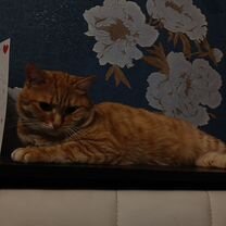 Взрослый кот в добрые руки