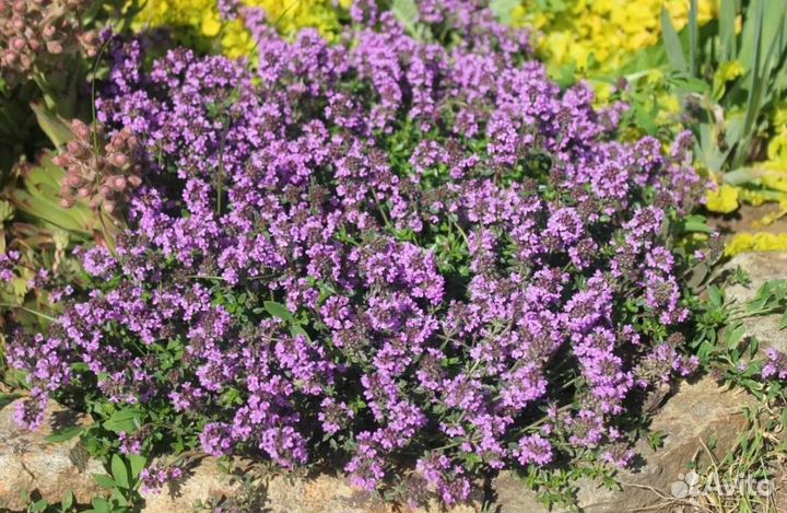 Тимьян ползучий (Чабрец)