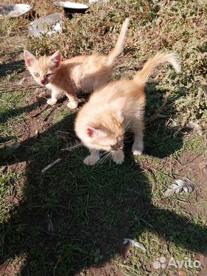 Котята рыжие бесплатно