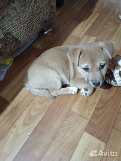 Отдам щенка в хорошие руки