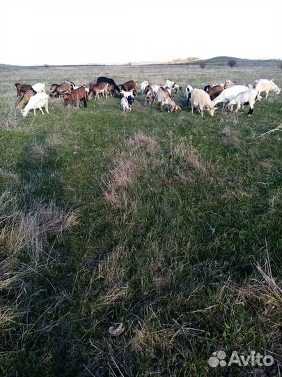 Козы и козлята