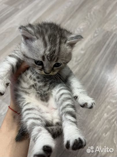 Британские котята