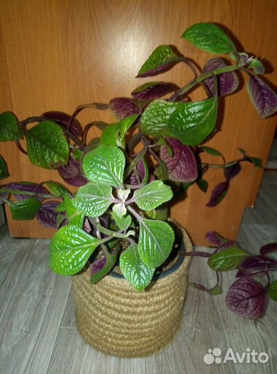 Продаются домашние цветы