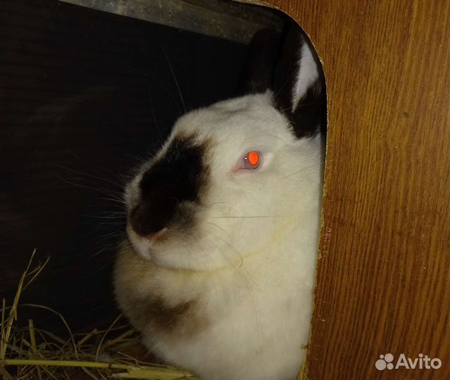 Кролики порода Калифорнийская