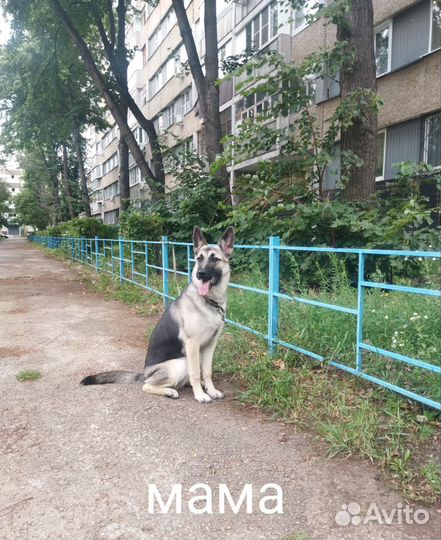 Щенки метисы в добрые руки