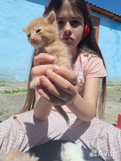Котята в добрые руки