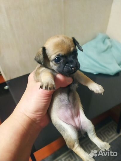 Щенки чихуахуа мини