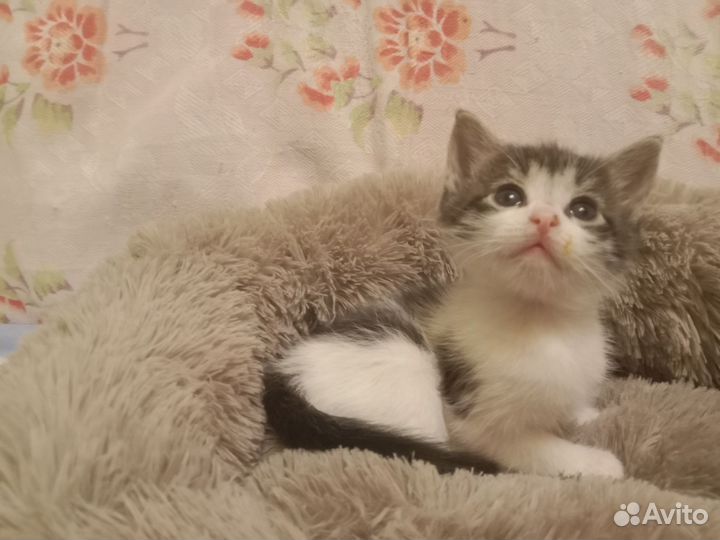 Павлуша ищет семью