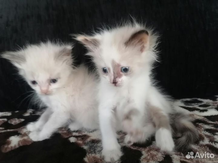 Отдам бесплатно, в добрые руки 2 кошечки