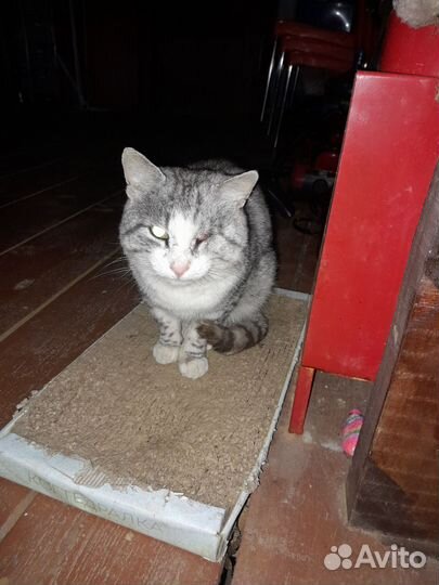 Кот ищет дом