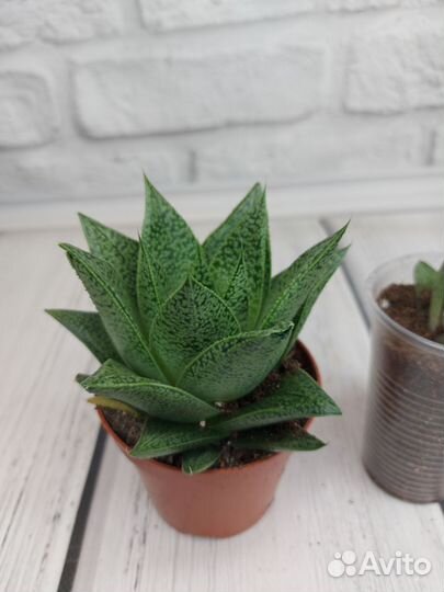 Эпифиллум ангулигер, гастерия