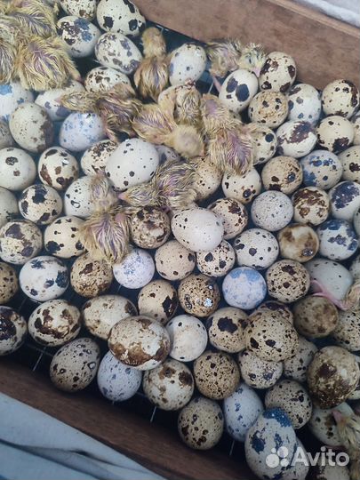 Яйца перепелиные домашние