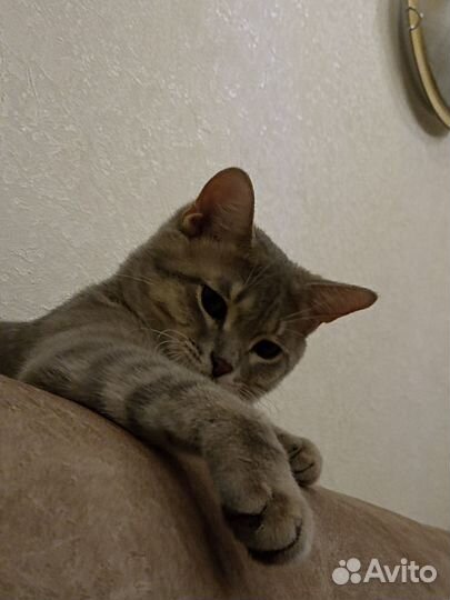 Отдам котика в добрые руки