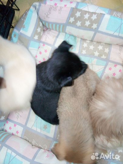 Мини чихуахуа длинник девочка