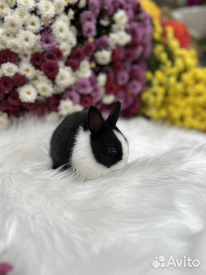 Кролики карликовые