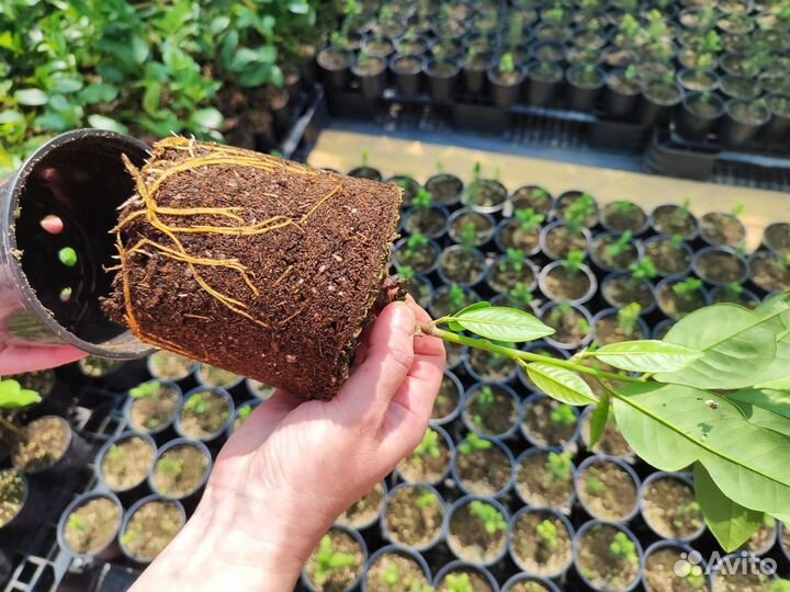 Лавровишня лекарственная - живая изгородь